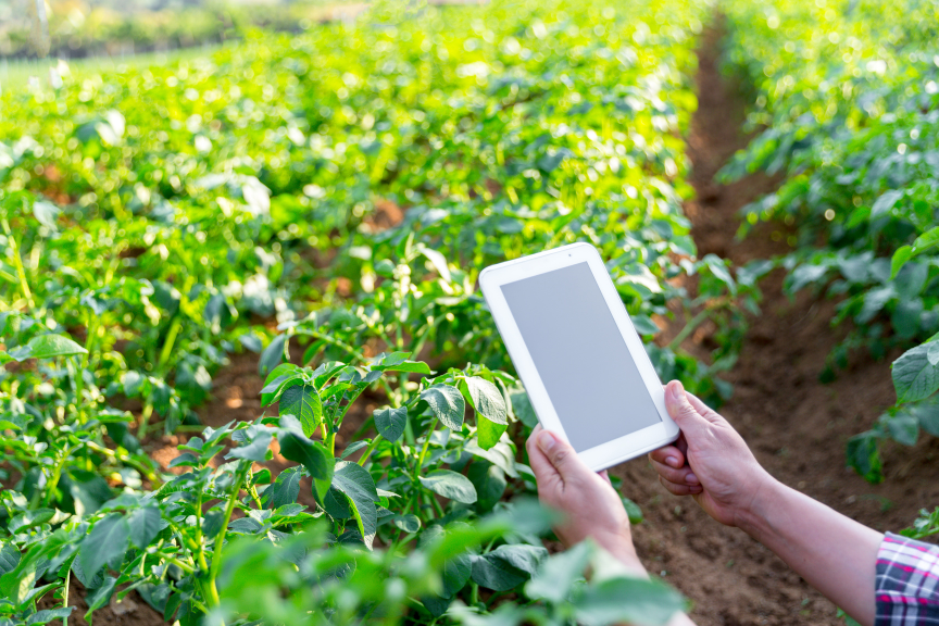 Agricultural manager using a device to check his crop 
