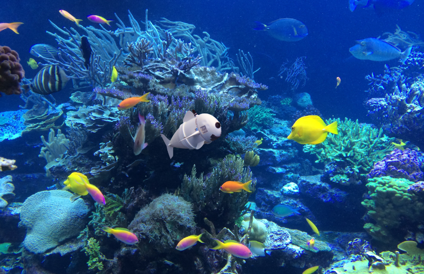 Fish-like robot doing environmental monitoring 